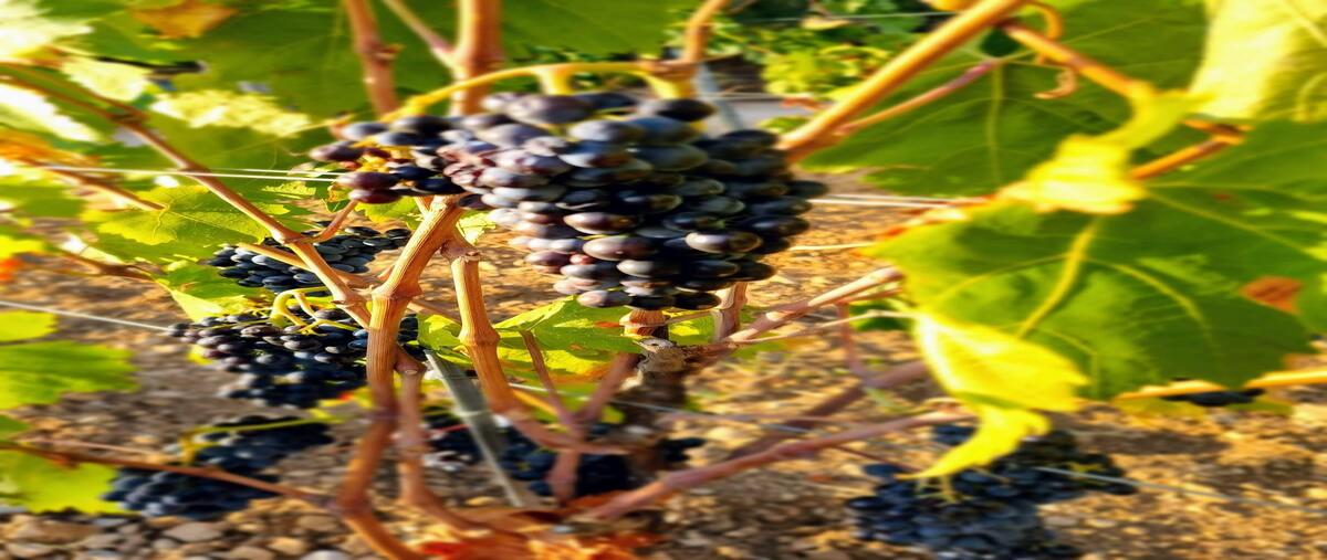 Foto de terreno habitacional en venta en  , el sauzal, ensenada, baja california, 0 No. 04