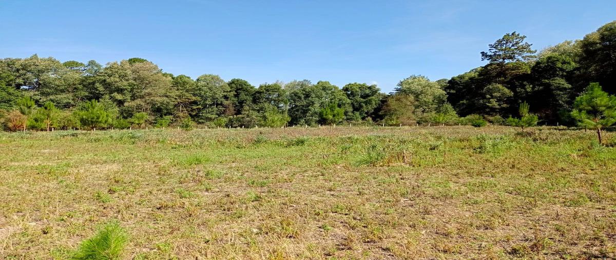 Foto de terreno habitacional en venta en el temporal , san juan, amanalco, méxico, 27786702 No. 03