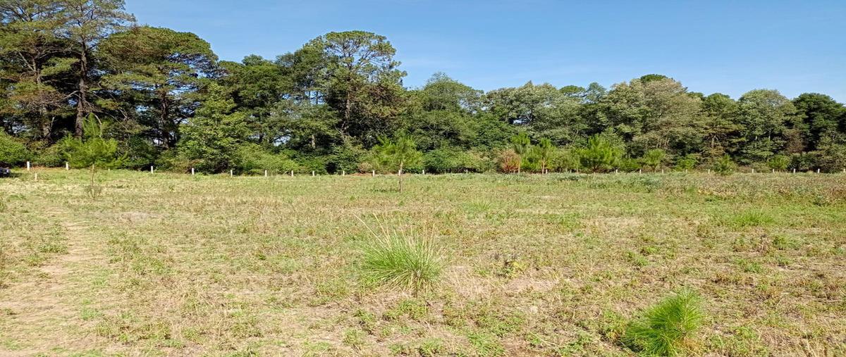 Foto de terreno habitacional en venta en el temporal , san juan, amanalco, méxico, 27786702 No. 04