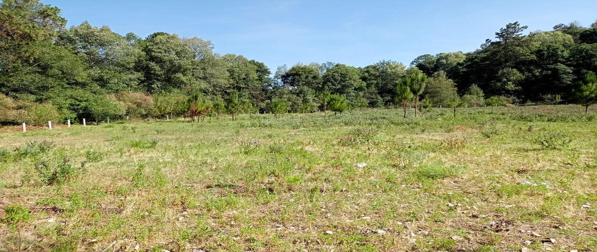 Foto de terreno habitacional en venta en el temporal , san juan, amanalco, méxico, 27786702 No. 05