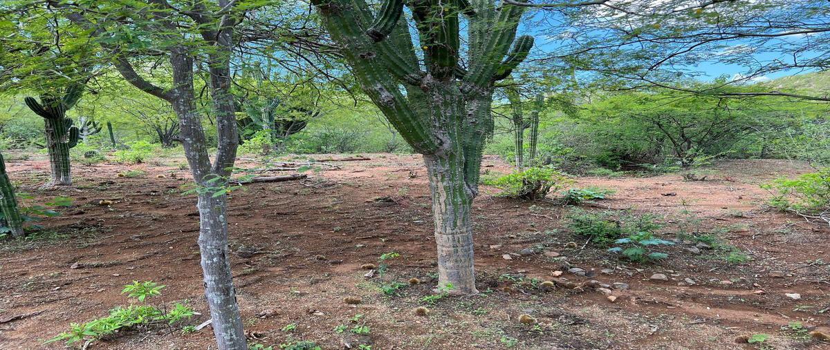 Foto de terreno habitacional en , el triunfo, la paz, baja california sur, 0 foto 03 Foto de terreno habitacional en venta en , el triunfo, la paz, baja california sur, 0 No. 03