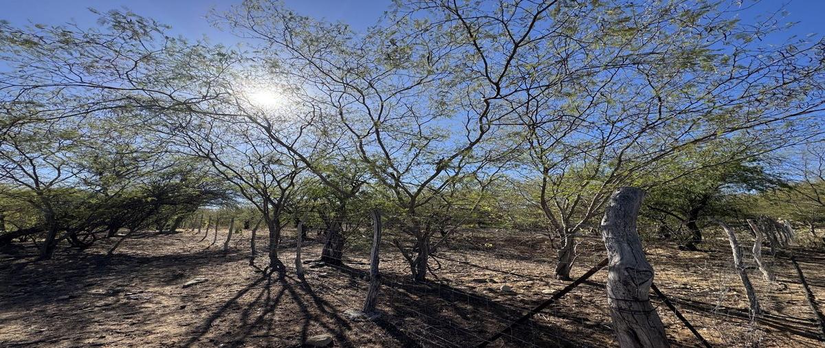 Foto de terreno habitacional en venta en  , el triunfo, la paz, baja california sur, 28854537 No. 05