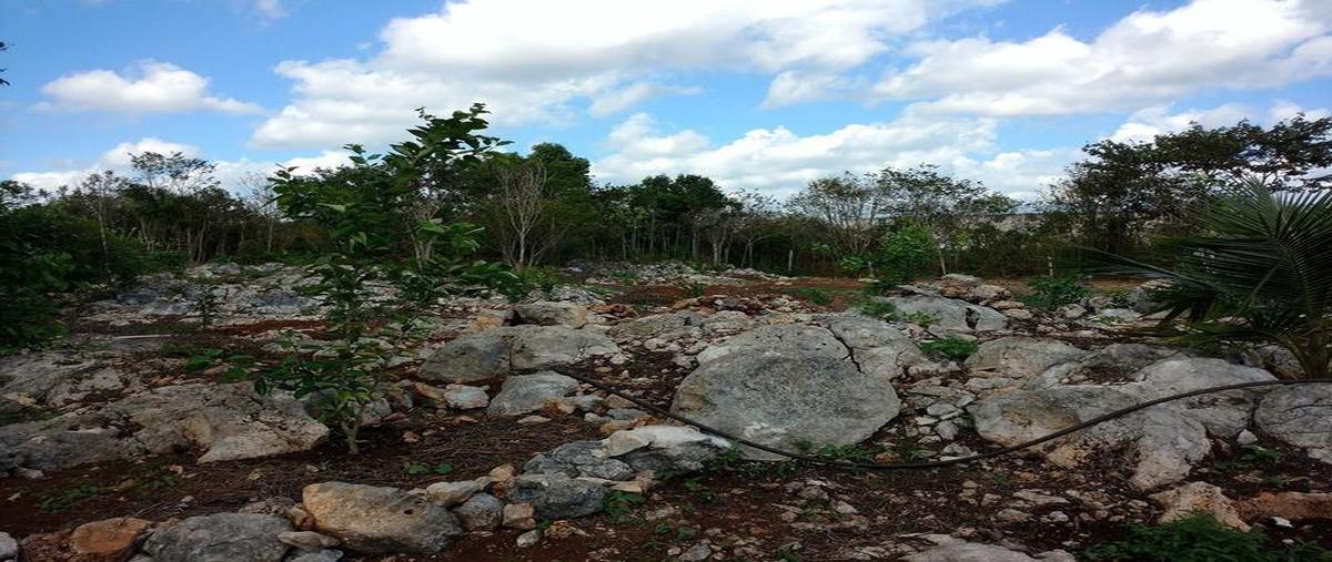 Foto de terreno habitacional en venta en  , emiliano zapata, felipe carrillo puerto, quintana roo, 30299123 No. 04