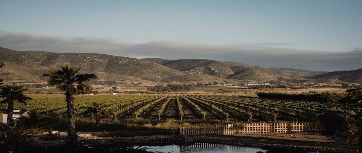 Foto de local en renta en emiliano zapata , francisco zarco (valle de guadalupe), ensenada, baja california, 28267486 No. 04