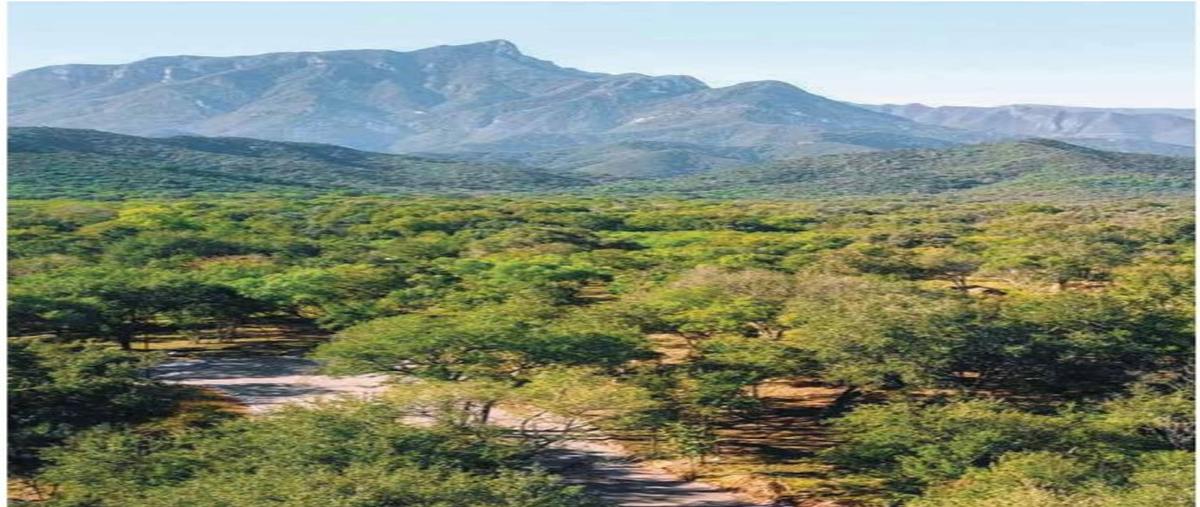 Foto de terreno habitacional en venta en  , emiliano zapata, montemorelos, nuevo león, 30886383 No. 05