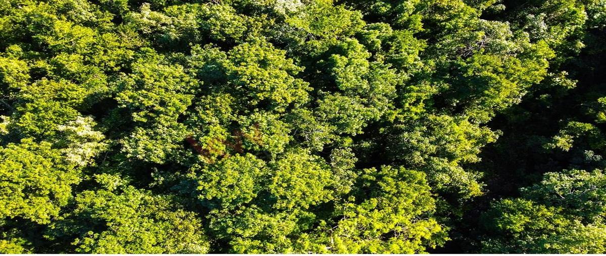 Foto de terreno habitacional en eucalipto 15, supermanzana 313, benito juárez, quintana roo, 27640795 foto 04 Foto de terreno habitacional en venta en eucalipto 15, supermanzana 313, benito juárez, quintana roo, 27640795 No. 04