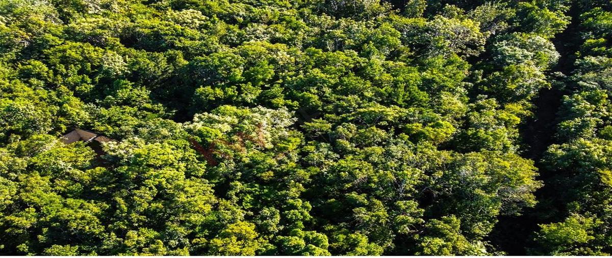 Foto de terreno habitacional en eucalipto 15, supermanzana 313, benito juárez, quintana roo, 27640795 foto 05 Foto de terreno habitacional en venta en eucalipto 15, supermanzana 313, benito juárez, quintana roo, 27640795 No. 05