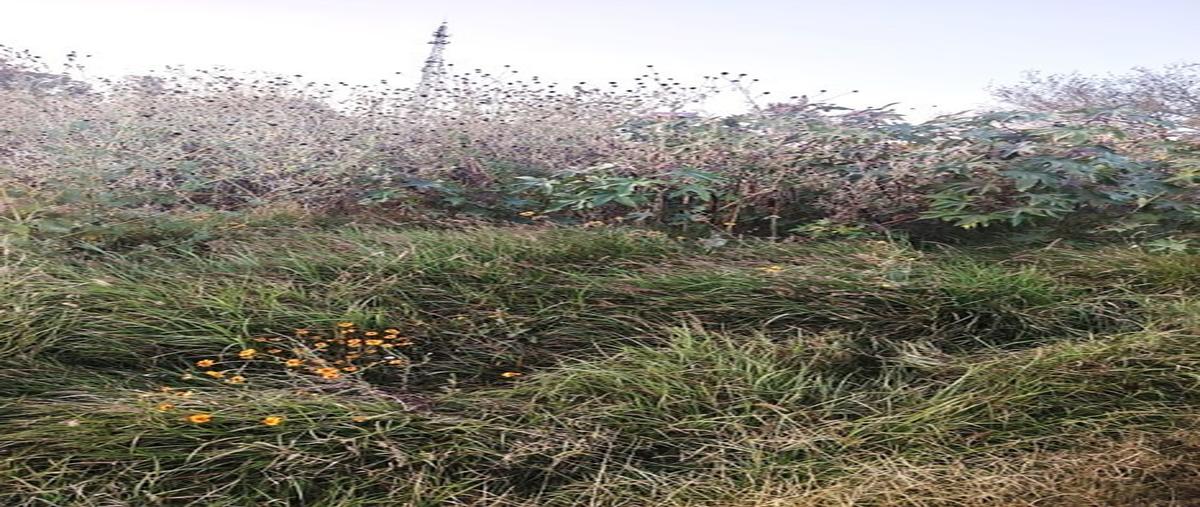 Foto de terreno industrial en venta en ex hacienda de márquez , irapuato, irapuato, guanajuato, 0 No. 03