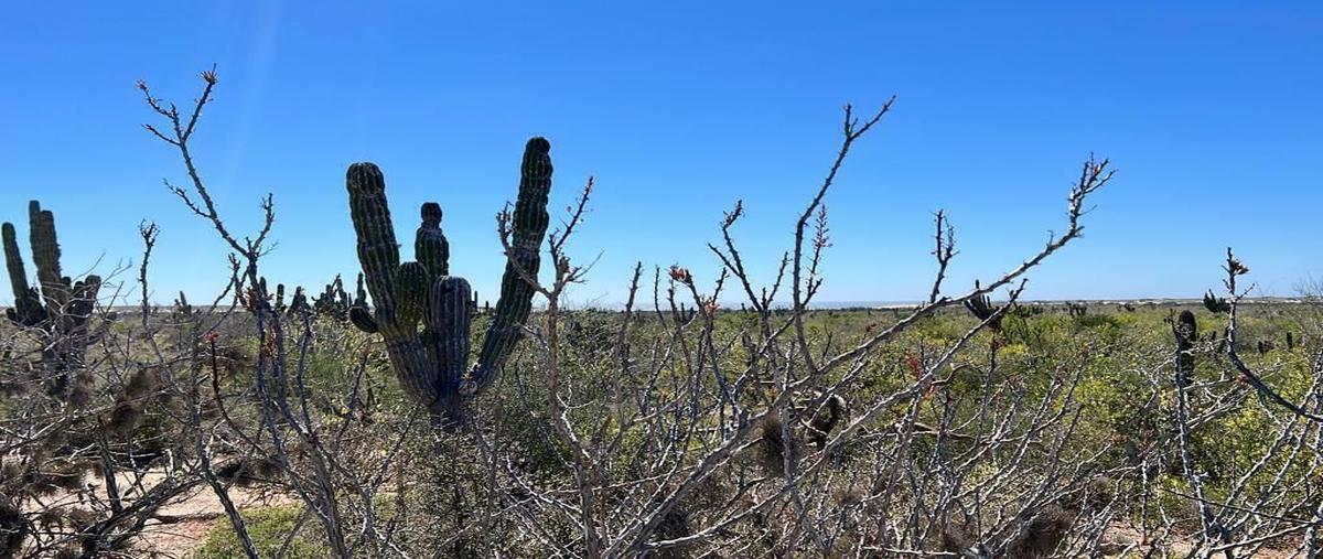 Foto de terreno habitacional en venta en facción de la manzana ubicado en el camino numero 3 entre el camino del abulon y camino de la langostade la sección de el agua blancaparte 3 , agua blanca, la paz, baja california sur, 0 No. 01