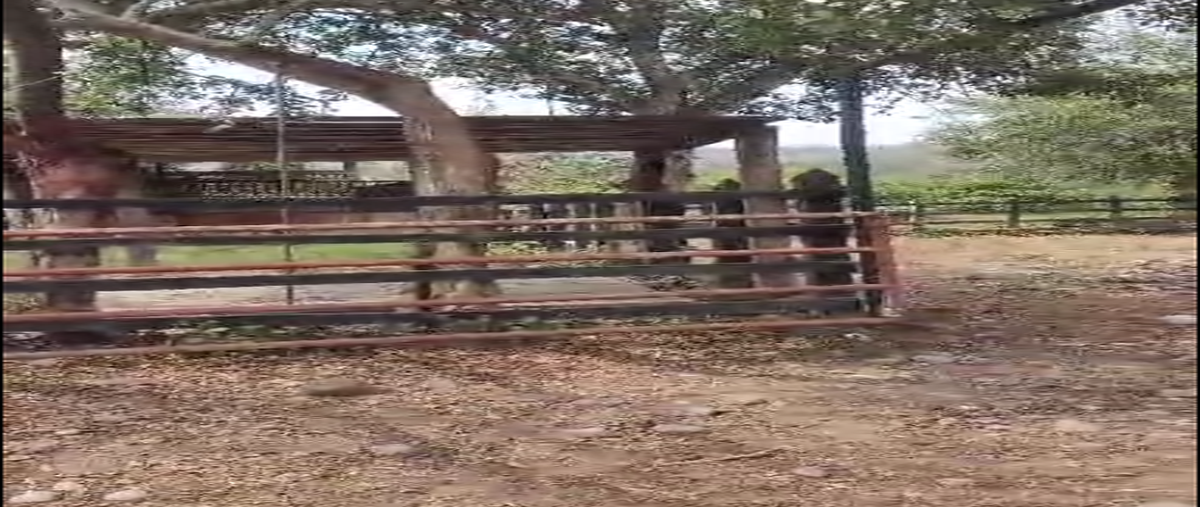 Foto de rancho en fcm4+hmc las luisianaspuebla , linderos, venustiano carranza, puebla, 29988037 foto 05 Foto de rancho en venta en fcm4+hmc las luisianaspuebla , linderos, venustiano carranza, puebla, 29988037 No. 05