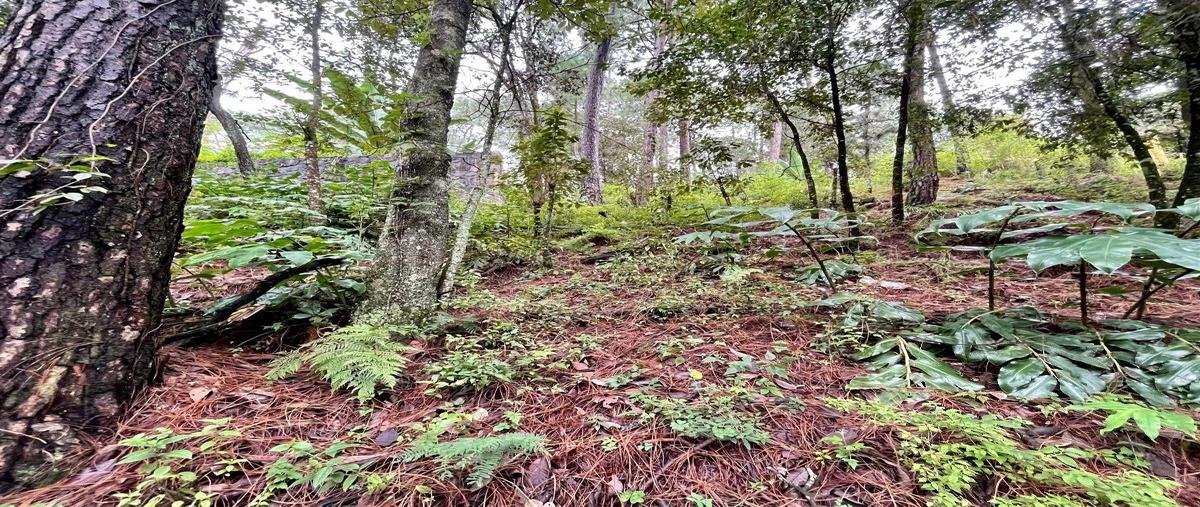 Foto de terreno habitacional en venta en fontana pura , avándaro, valle de bravo, méxico, 22603260 No. 04