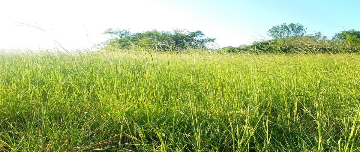 Foto de rancho en venta en fracción calle , panuco centro, pánuco, veracruz de ignacio de la llave, 28173933 No. 03