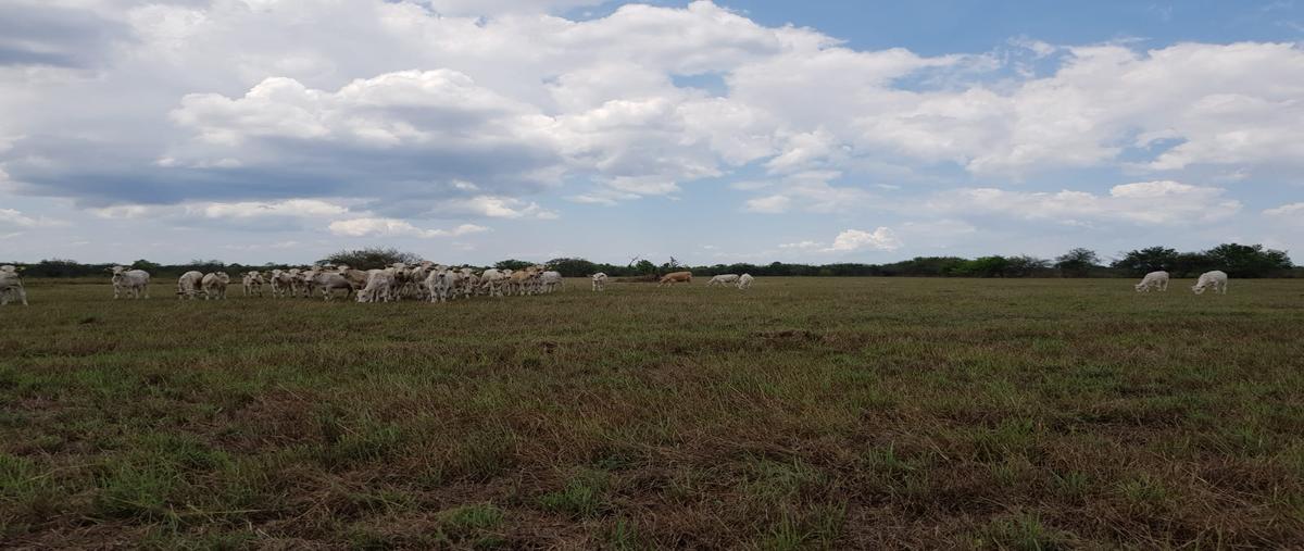 Foto de rancho en venta en fracción calle , panuco centro, pánuco, veracruz de ignacio de la llave, 28173933 No. 04