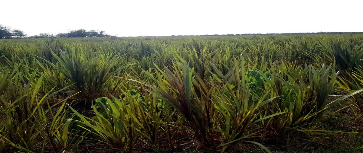 Foto de rancho en venta en fracción calle , panuco centro, pánuco, veracruz de ignacio de la llave, 28173933 No. 05