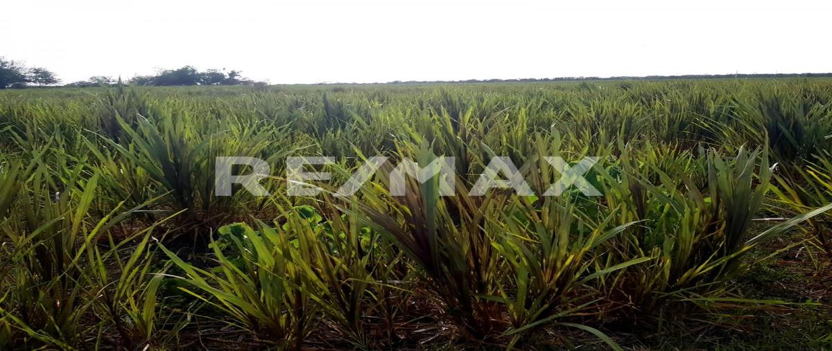 Foto de rancho en venta en fracción calle , panuco centro, pánuco, veracruz de ignacio de la llave, 0 No. 05