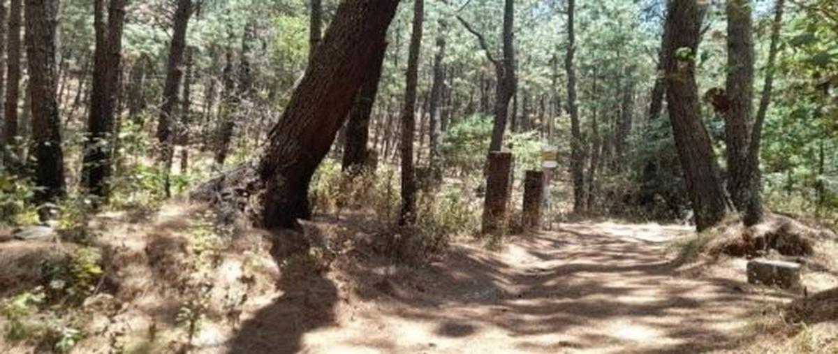 Foto de terreno habitacional en venta en fraccionamiento los pinos , mazamitla, mazamitla, jalisco, 0 No. 05