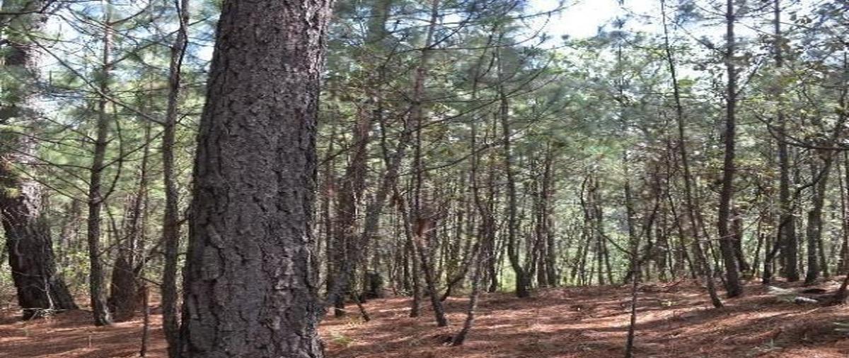 Foto de terreno habitacional en venta en fraccionamiento "pinos de mazamitla" , mazamitla, mazamitla, jalisco, 18572412 No. 03