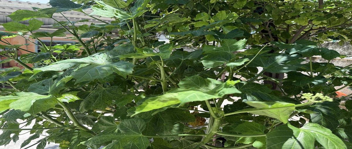 Foto de casa en venta en fraccionamiento , san jose, mérida, yucatán, 0 No. 05