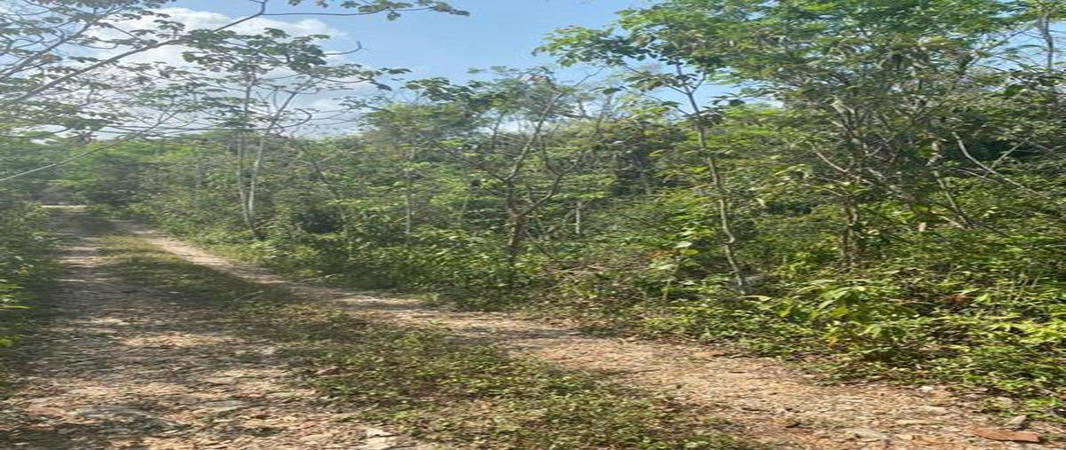 Foto de terreno habitacional en , francisco uh-may, tulum, quintana roo, 0 foto 05 Foto de terreno habitacional en venta en , francisco uh-may, tulum, quintana roo, 0 No. 05
