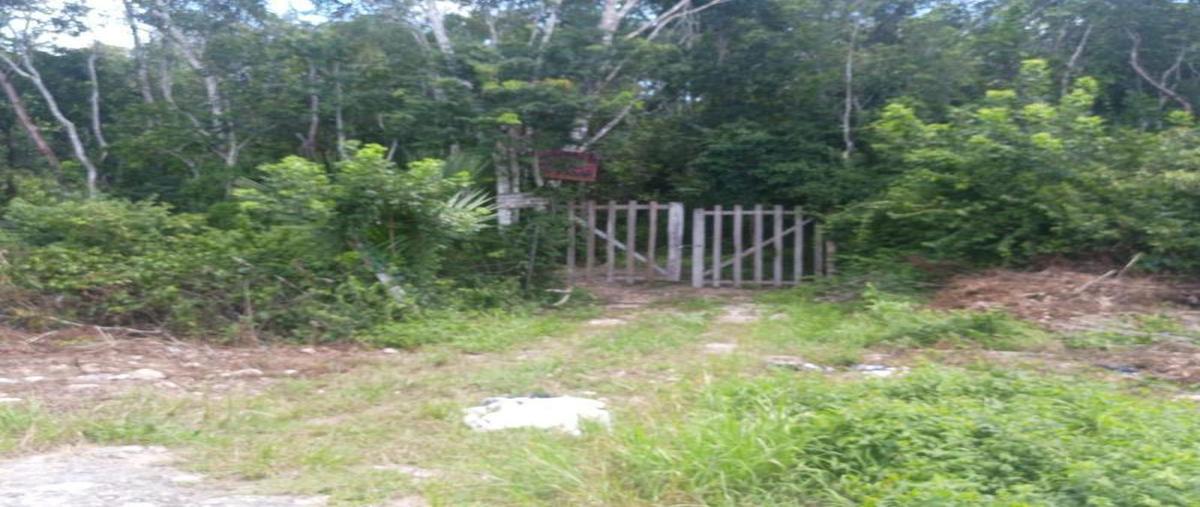 Foto de terreno habitacional en , francisco uh-may, tulum, quintana roo, 0 foto 05 Foto de terreno habitacional en venta en , francisco uh-may, tulum, quintana roo, 0 No. 05
