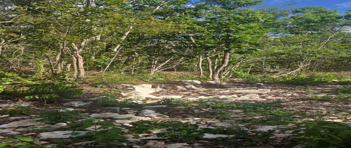 Foto de terreno habitacional en venta en  , francisco uh-may, tulum, quintana roo, 0 No. 03