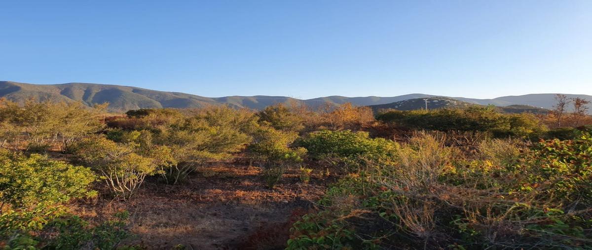 Foto de terreno habitacional en venta en  , francisco zarco (valle de guadalupe), ensenada, baja california, 13886391 No. 05