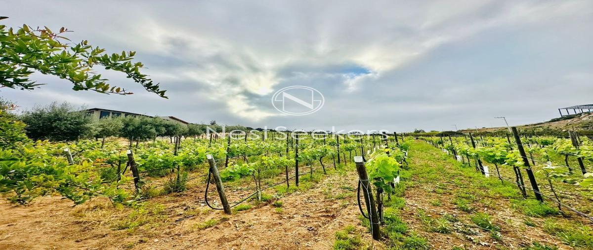 Foto de rancho en venta en  , francisco zarco (valle de guadalupe), ensenada, baja california, 28047910 No. 03