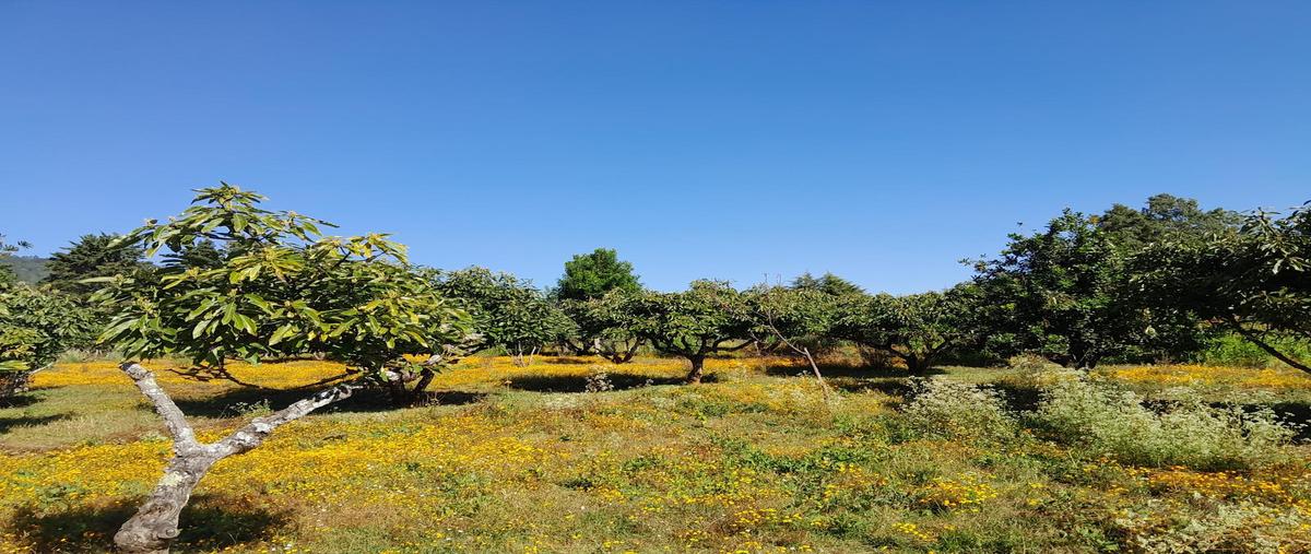 Foto de terreno habitacional en venta en  , godínez o tehuastepec, valle de bravo, méxico, 29525982 No. 04