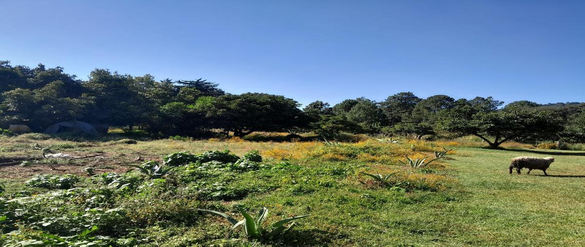 Foto de terreno habitacional en venta en  , godínez o tehuastepec, valle de bravo, méxico, 29525982 No. 05