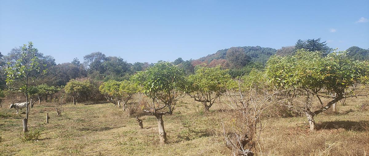 Foto de terreno habitacional en venta en  , godínez o tehuastepec, valle de bravo, méxico, 0 No. 05
