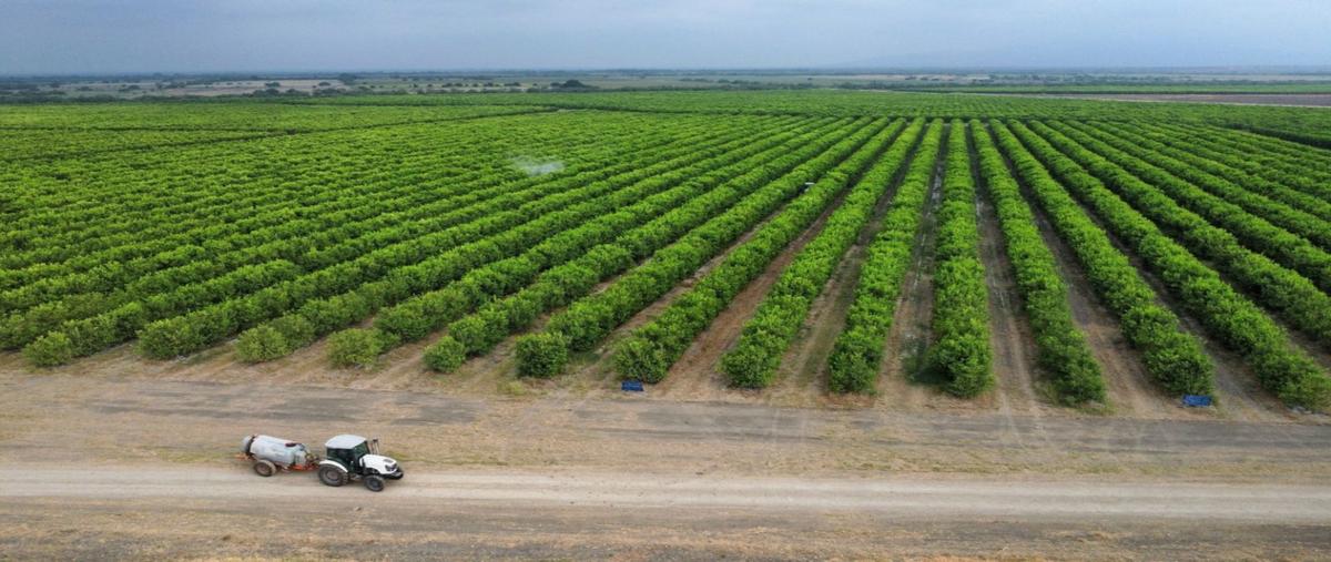 Foto de terreno habitacional en venta en  , graciano sanchez, gonzález, tamaulipas, 0 No. 03