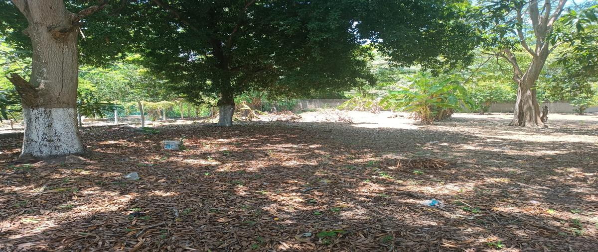 Foto de terreno comercial en gregorio mendez, ranchería saloya, segunda sección , nacajuca, nacajuca, tabasco, 30518325 foto 04 Foto de terreno comercial en venta en gregorio mendez, ranchería saloya, segunda sección , nacajuca, nacajuca, tabasco, 30518325 No. 04