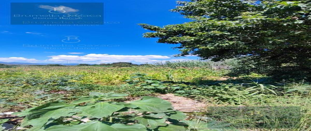 Foto de terreno habitacional en venta en  , guadalupe etla, guadalupe etla, oaxaca, 28710829 No. 03