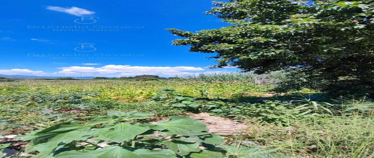 Foto de terreno habitacional en , guadalupe etla, guadalupe etla, oaxaca, 0 foto 03 Foto de terreno habitacional en venta en , guadalupe etla, guadalupe etla, oaxaca, 0 No. 03