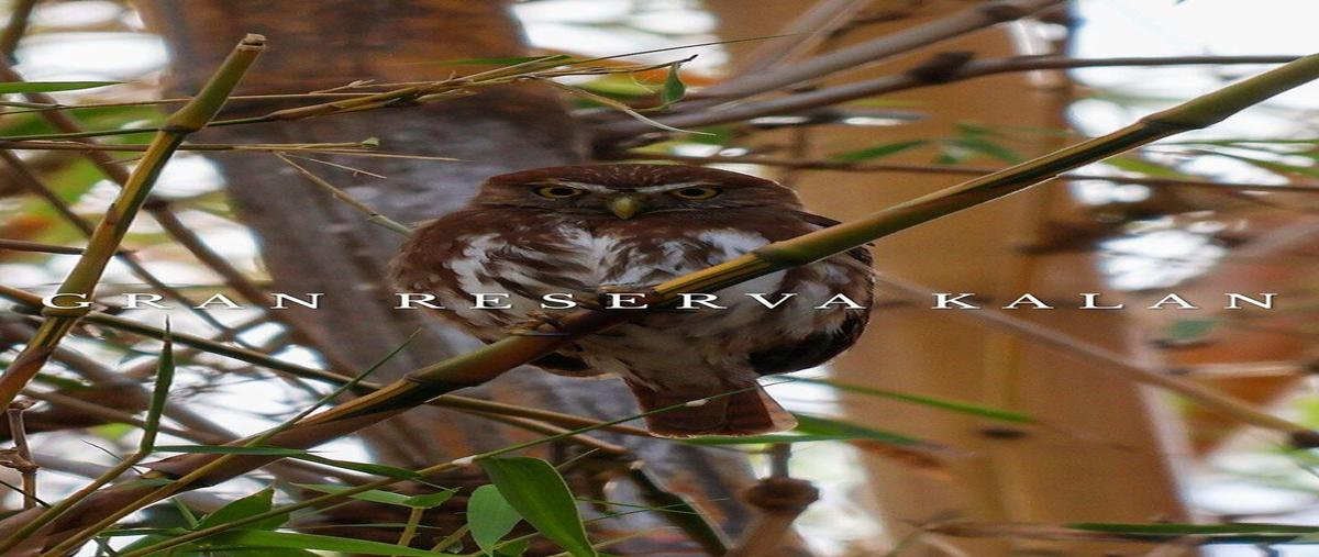 Foto de casa en venta en guayacan , los laureles, tuxtla gutiérrez, chiapas, 0 No. 05