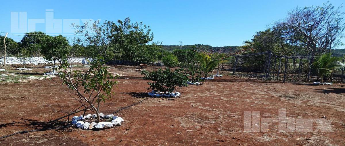 Foto de terreno habitacional en venta en  , hecelchakan, hecelchakán, campeche, 0 No. 05