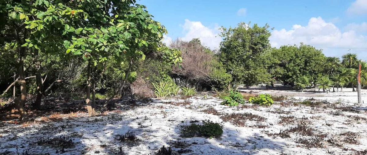 Foto de terreno habitacional en venta en  , hidalgo, othón p. blanco, quintana roo, 30920531 No. 05