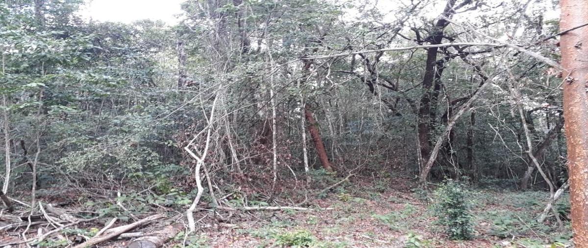 Foto de terreno habitacional en venta en  , hopelchen centro, hopelchén, campeche, 18402210 No. 04