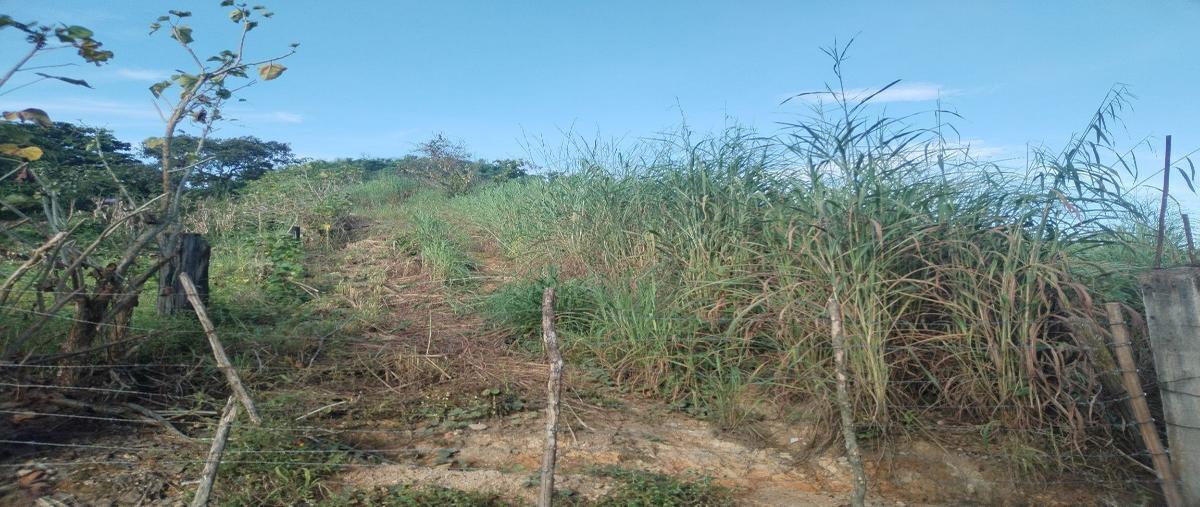 Foto de rancho en venta en horacio urbina , veinticuatro de diciembre, villa corzo, chiapas, 27548034 No. 04