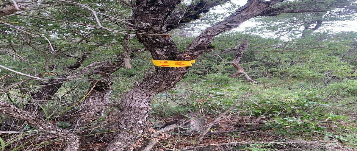 Foto de terreno habitacional en venta en  , huachichil (el huache), arteaga, coahuila de zaragoza, 27312953 No. 05