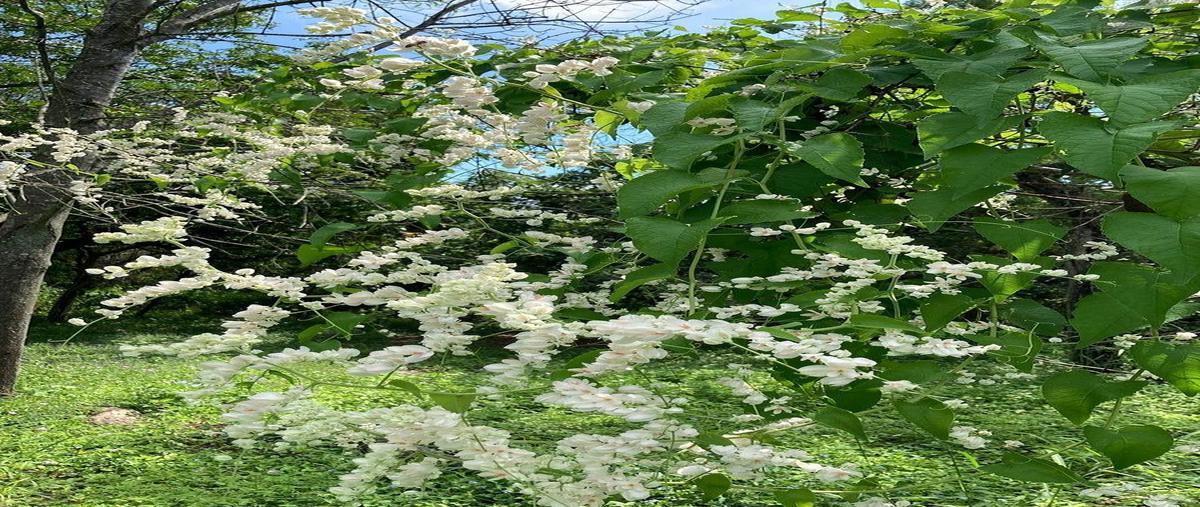 Foto de terreno habitacional en venta en huajuquito , huajuquito o los cavazos, santiago, nuevo león, 0 No. 03