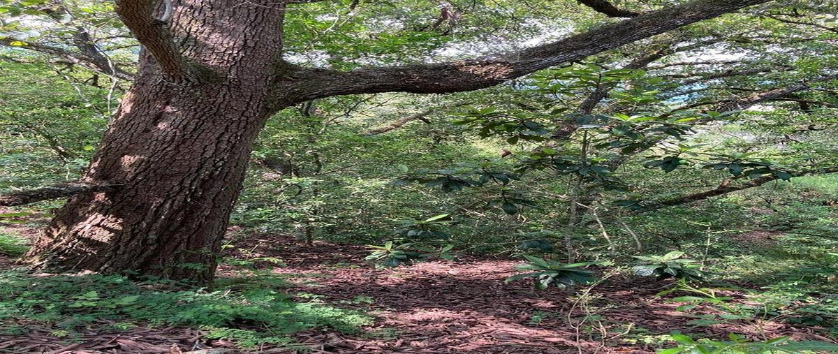 Foto de terreno habitacional en venta en huajuquito , huajuquito o los cavazos, santiago, nuevo león, 0 No. 04