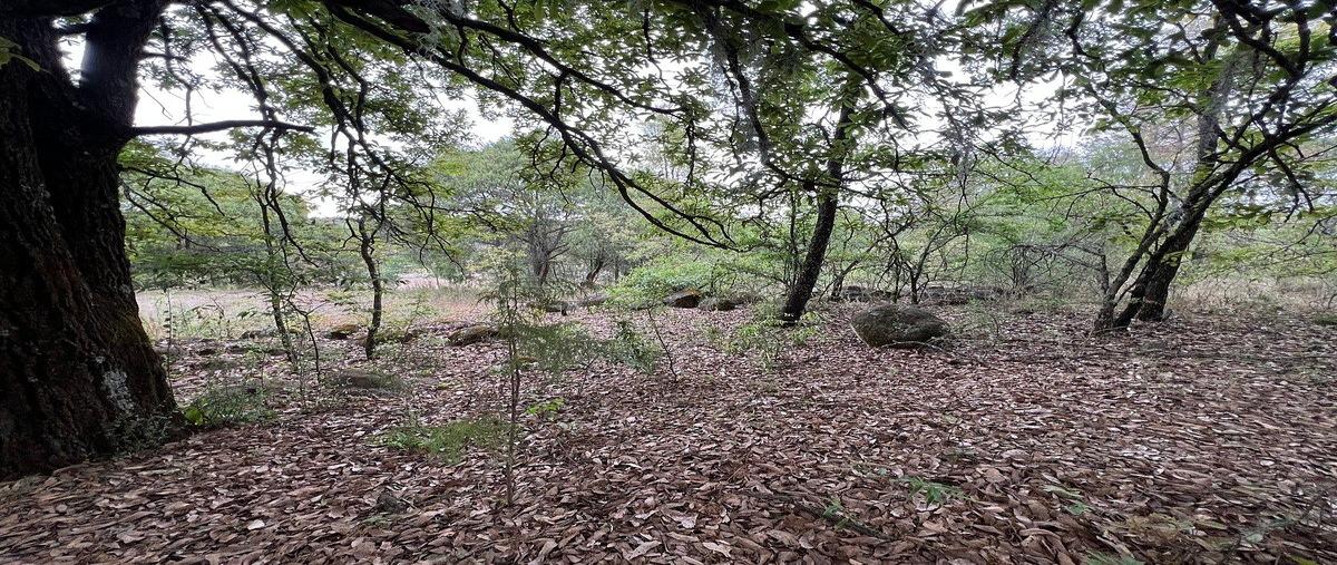 Foto de terreno habitacional en venta en  , huasca de ocampo centro, huasca de ocampo, hidalgo, 31093467 No. 05