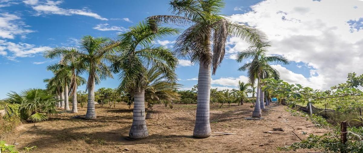 Foto de rancho en venta en huerta la rivera , la rivera, los cabos, baja california sur, 31510491 No. 05