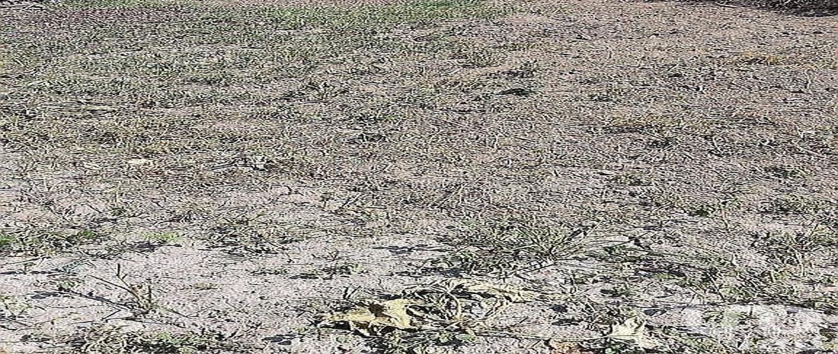 Foto de terreno comercial en venta en huerta vieja 324, ixtlahuacan de los membrillos, ixtlahuacán de los membrillos, jalisco, 28725220 No. 02