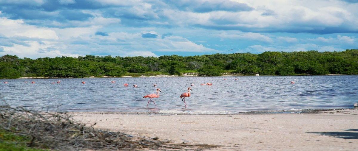 Foto de terreno habitacional en venta en hunumá , mérida, mérida, yucatán, 0 No. 05