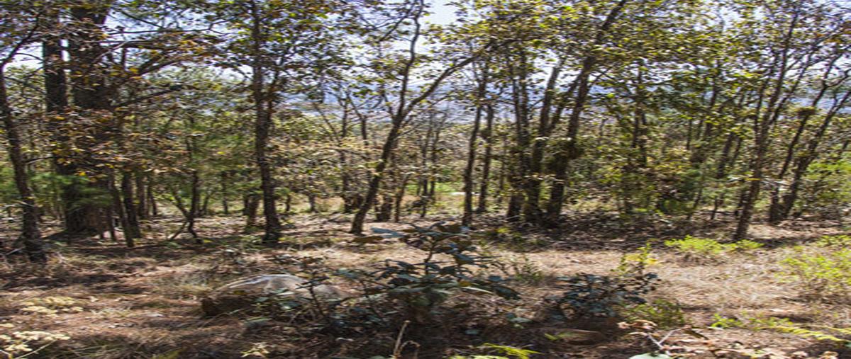 Foto de terreno habitacional en innominada , los alcanfores, san cristóbal de las casas, chiapas, 30588565 foto 04 Foto de terreno habitacional en venta en innominada , los alcanfores, san cristóbal de las casas, chiapas, 30588565 No. 04