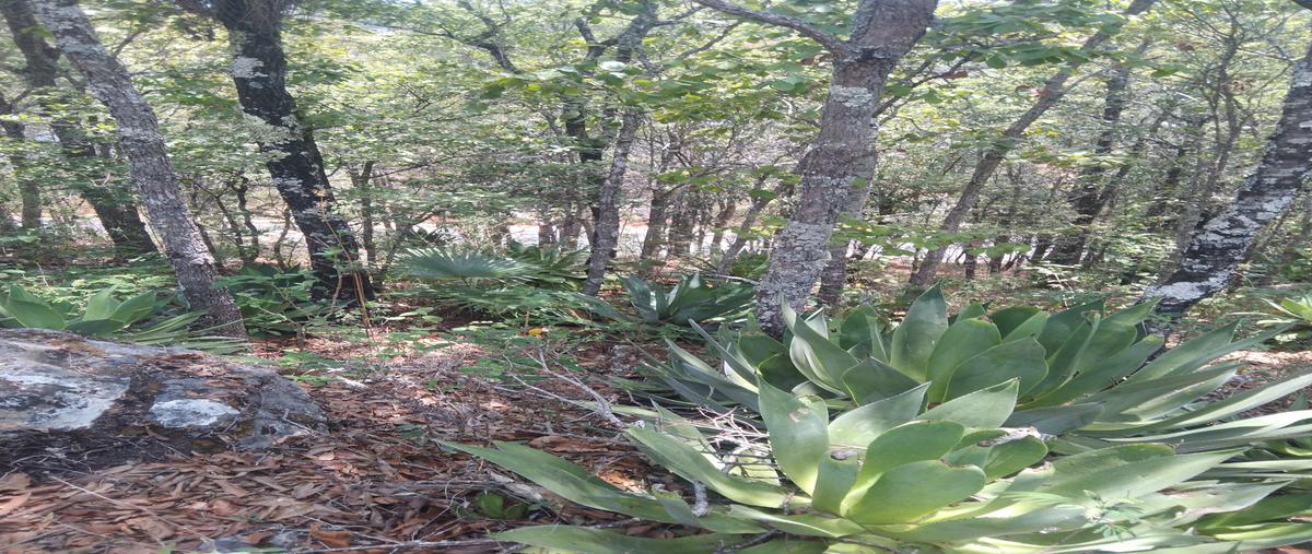 Foto de terreno habitacional en venta en innominada , san josé buenavista, san cristóbal de las casas, chiapas, 0 No. 04