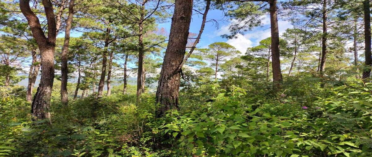 Foto de terreno habitacional en venta en innominada , san nicolás, san cristóbal de las casas, chiapas, 0 No. 04