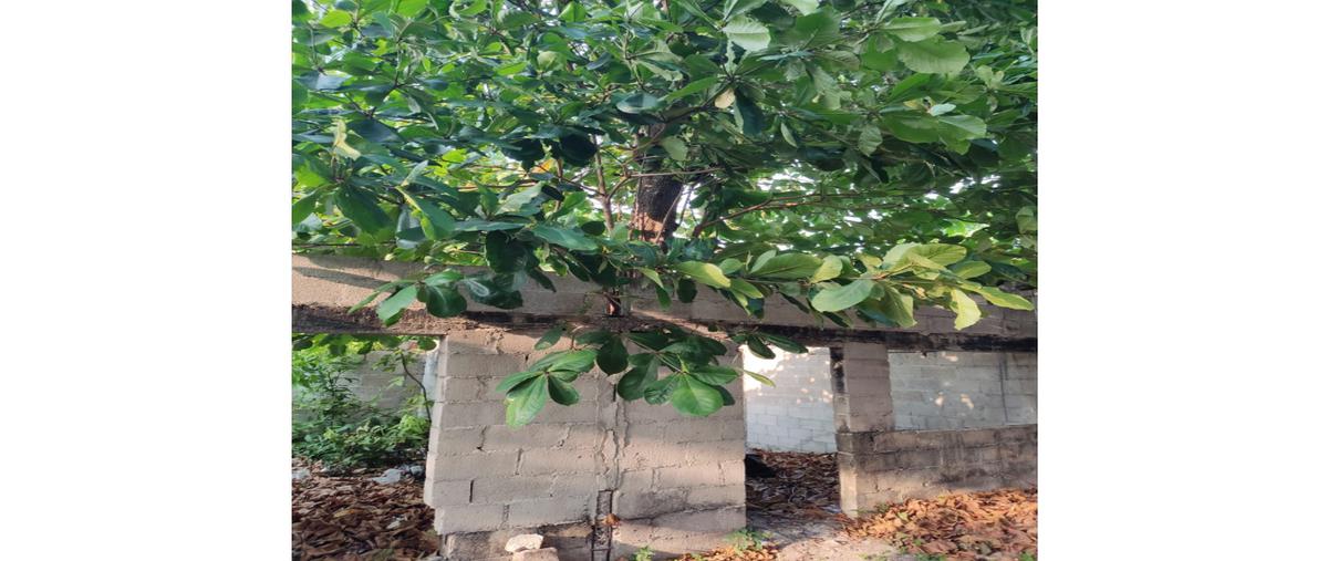 Foto de terreno habitacional en venta en  , isla aguada, carmen, campeche, 0 No. 05